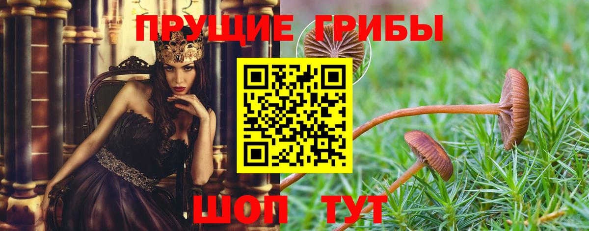 Гатчина  Псилоцибиновые грибы Psilocybine cubensis  Галлюциногенные грибы MAGIC MUSHROOMS  Вход с VPN 